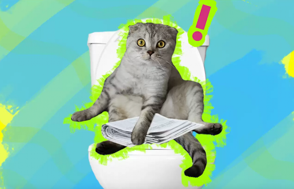 how-to-teach-a-kitten-to-use-the-toilet-a-step-by-step-guide