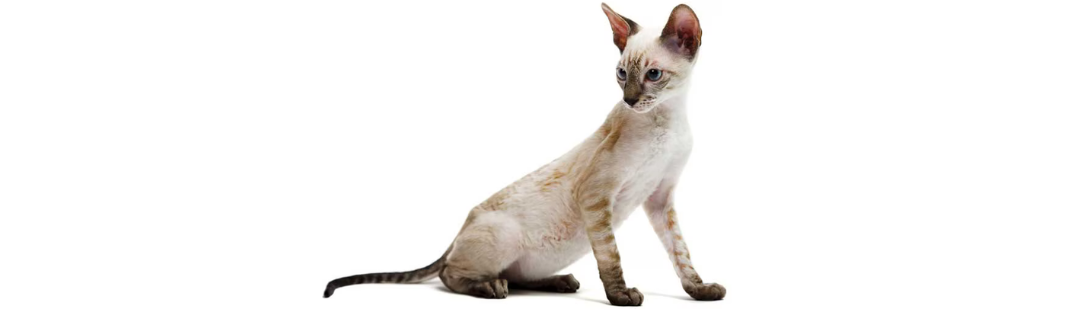 Cornish Rex kitten for sale