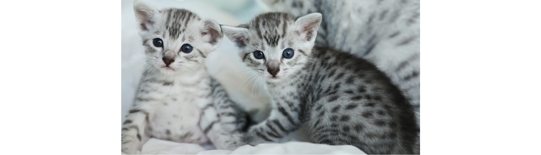 Egyptian Mau kitten for sale