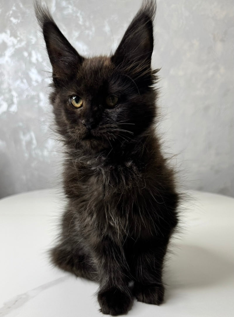 Milana Maine Coon female, black