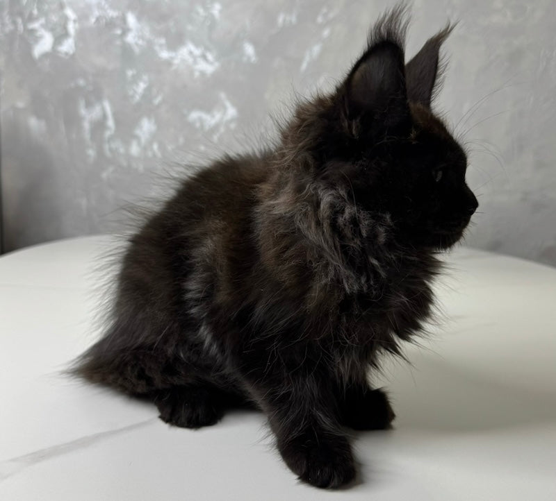 Milana Maine Coon female, black