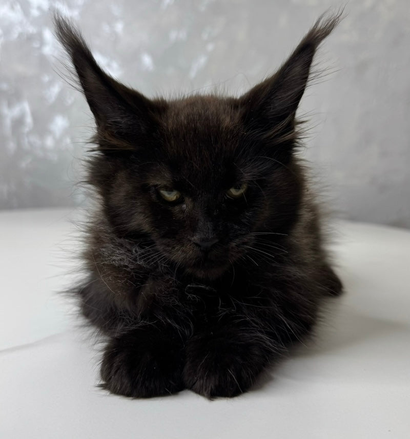 Milana Maine Coon female, black