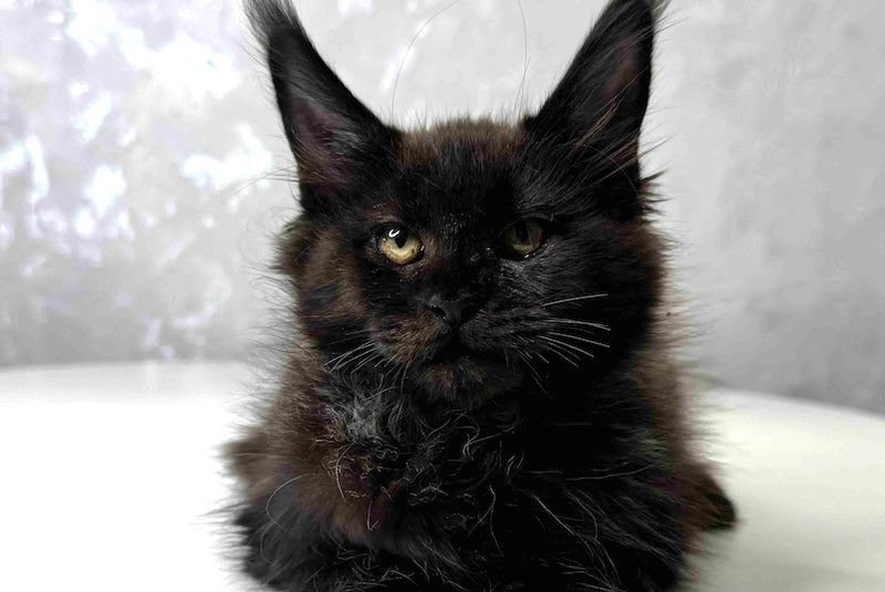 Milana Maine Coon female, black