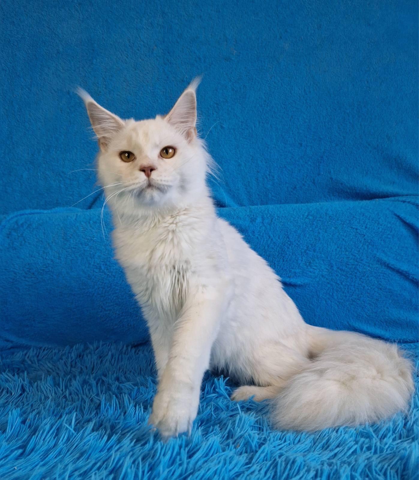 Rubin Maine Coon male, red silver shaded