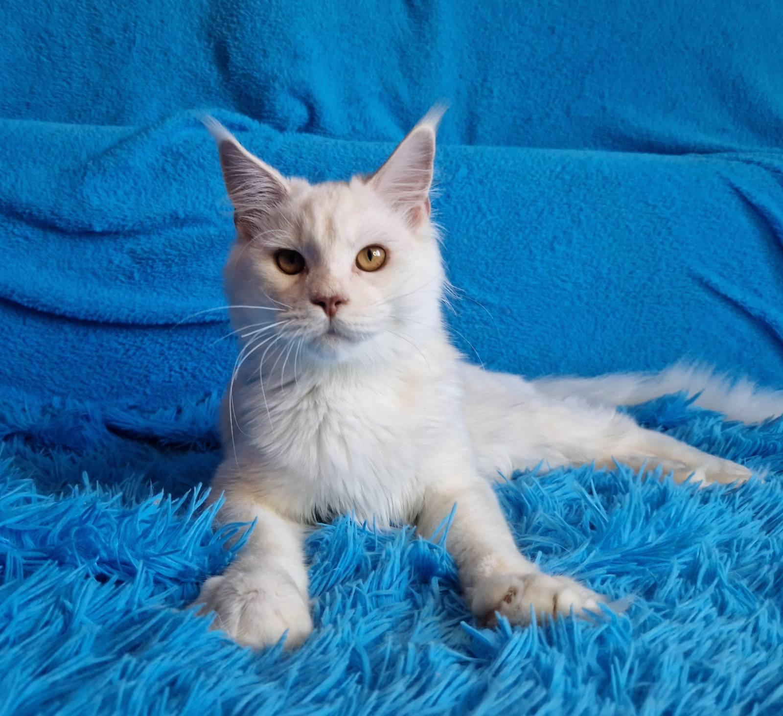 Rubin Maine Coon male, red silver shaded