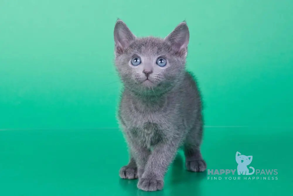 Aaron Russian Blue Male Blue Live Animals