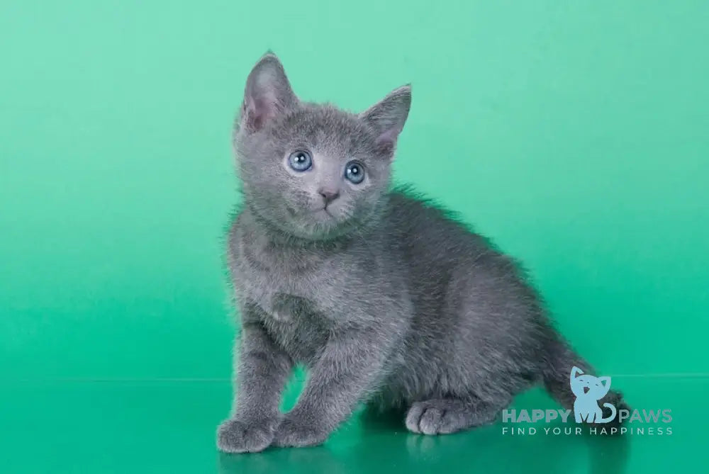 Aaron Russian Blue Male Blue Live Animals