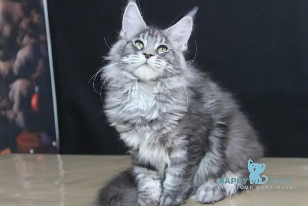 Absolute Maine Coon Female Black Silver Tabby Live Animals