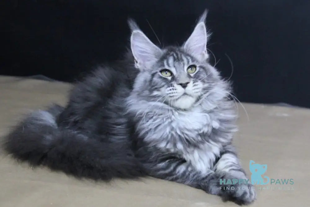 Absolute Maine Coon Female Black Silver Tabby Live Animals