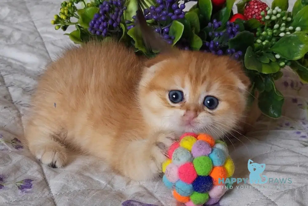 Adam Scottish Fold Male Black Golden Spotted Tabby Live Animals