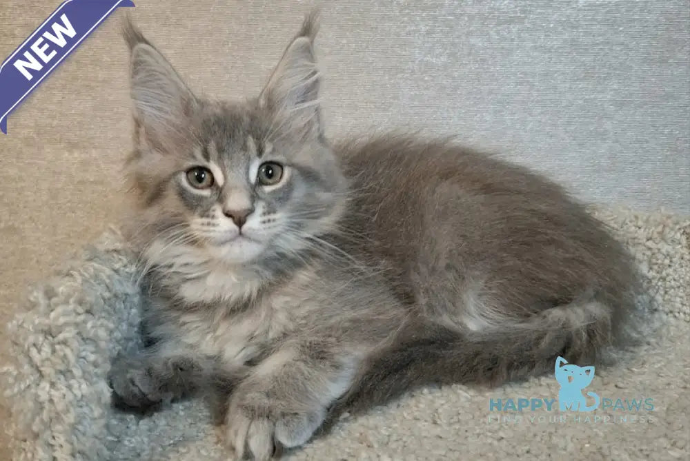 Adele Maine Coon Female Blue Ticked Tabby Live Animals