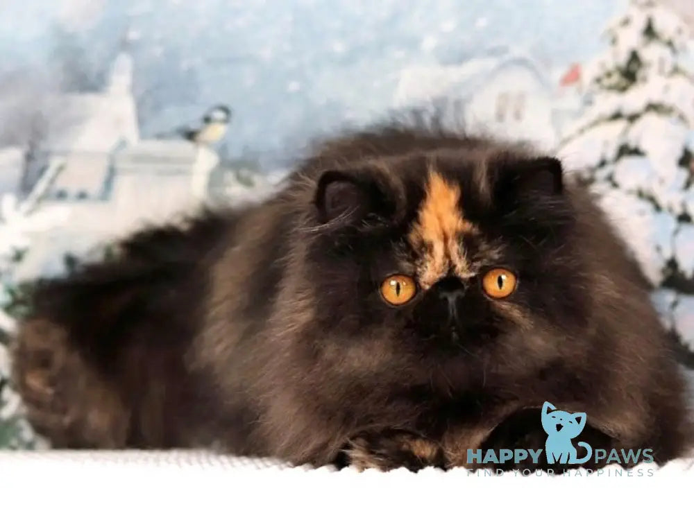 Adele Persian Female Black Tortie Spotted Tabby Live Animals