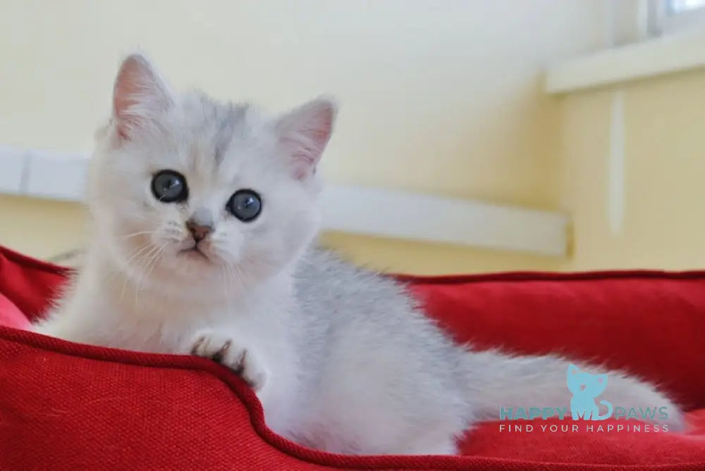 Adeline British Shorthair female black silver shaded live animals