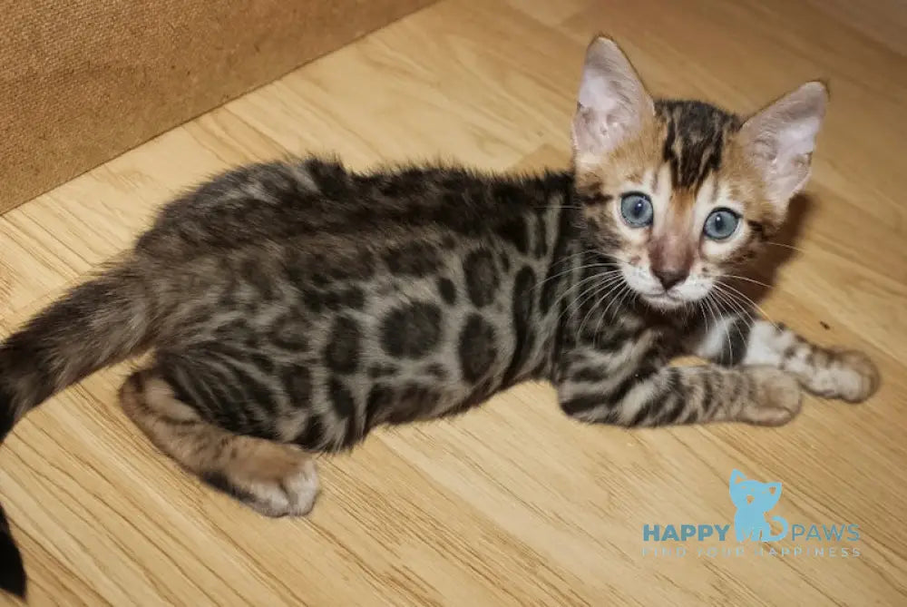 Aden Bengal Male Black Spotted Tabby Live Animals