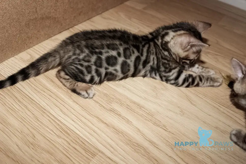 Aden Bengal Male Black Spotted Tabby Live Animals