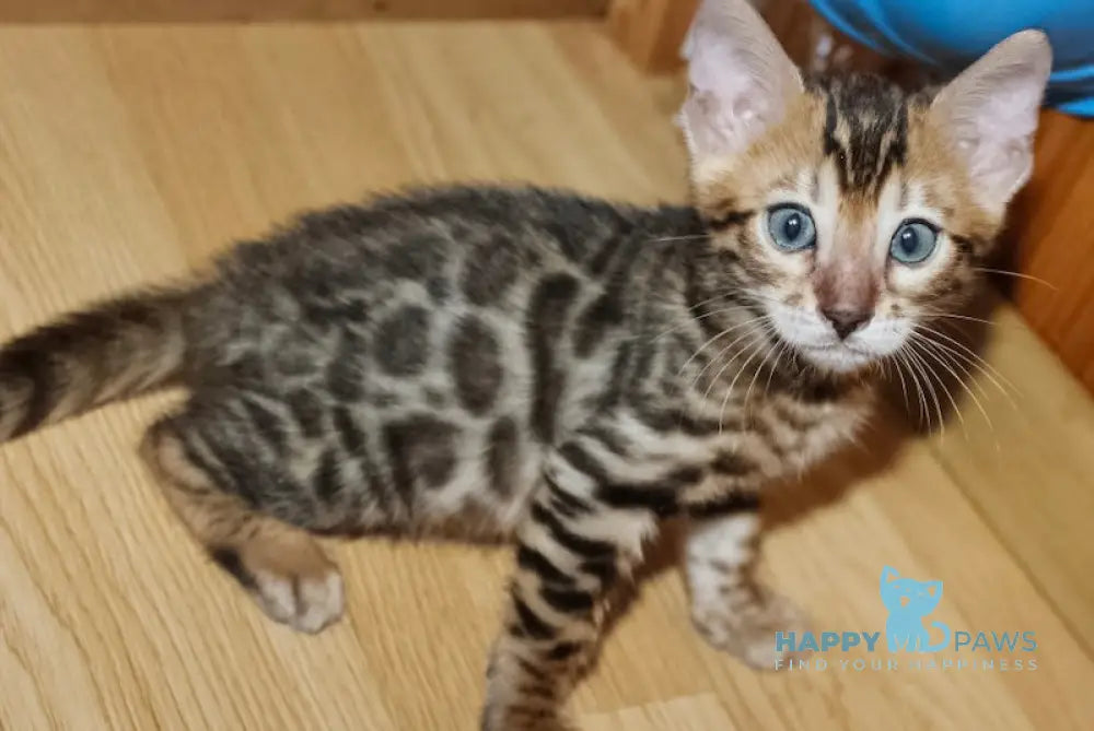 Aden Bengal Male Black Spotted Tabby Live Animals