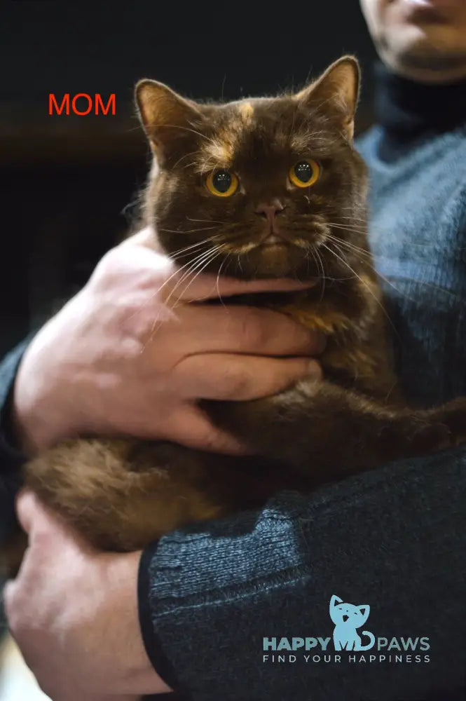 Adiel British Shorthair Female Chocolate Live Animals