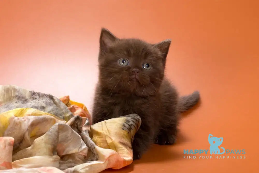 Adiel British Shorthair Female Chocolate Live Animals