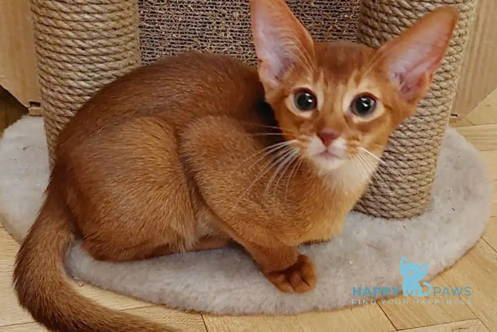 Afina Abyssinian Female Sorrel Live Animals