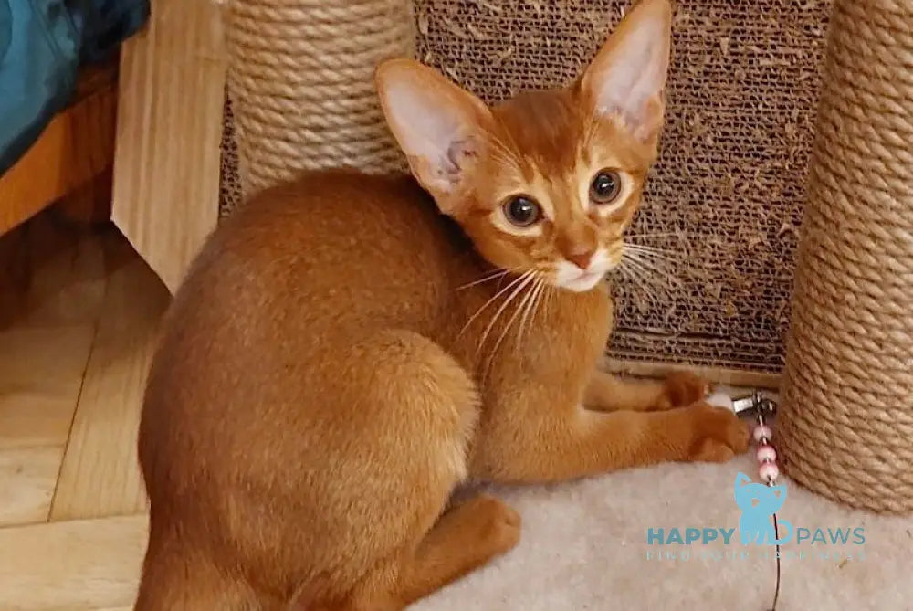 Afina Abyssinian Female Sorrel Live Animals