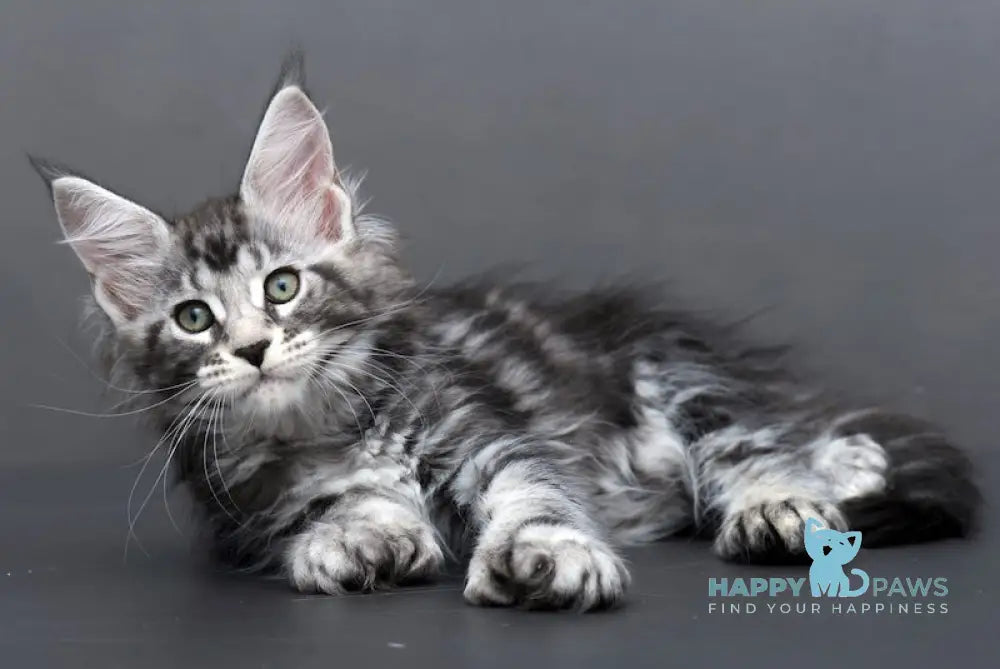 Agata Maine Coon polydactyl female black silver tabby live animals