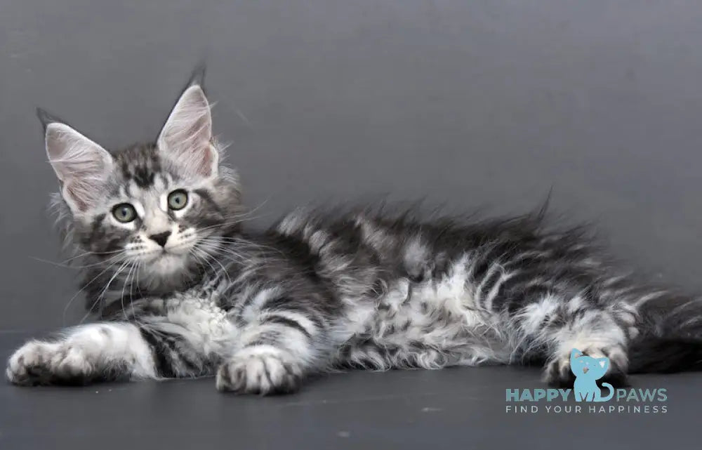 Agata Maine Coon polydactyl female black silver tabby live animals