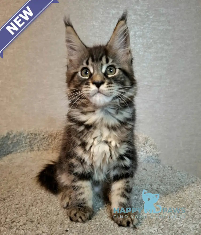 Agatha Maine Coon Female Black Tabby Live Animals