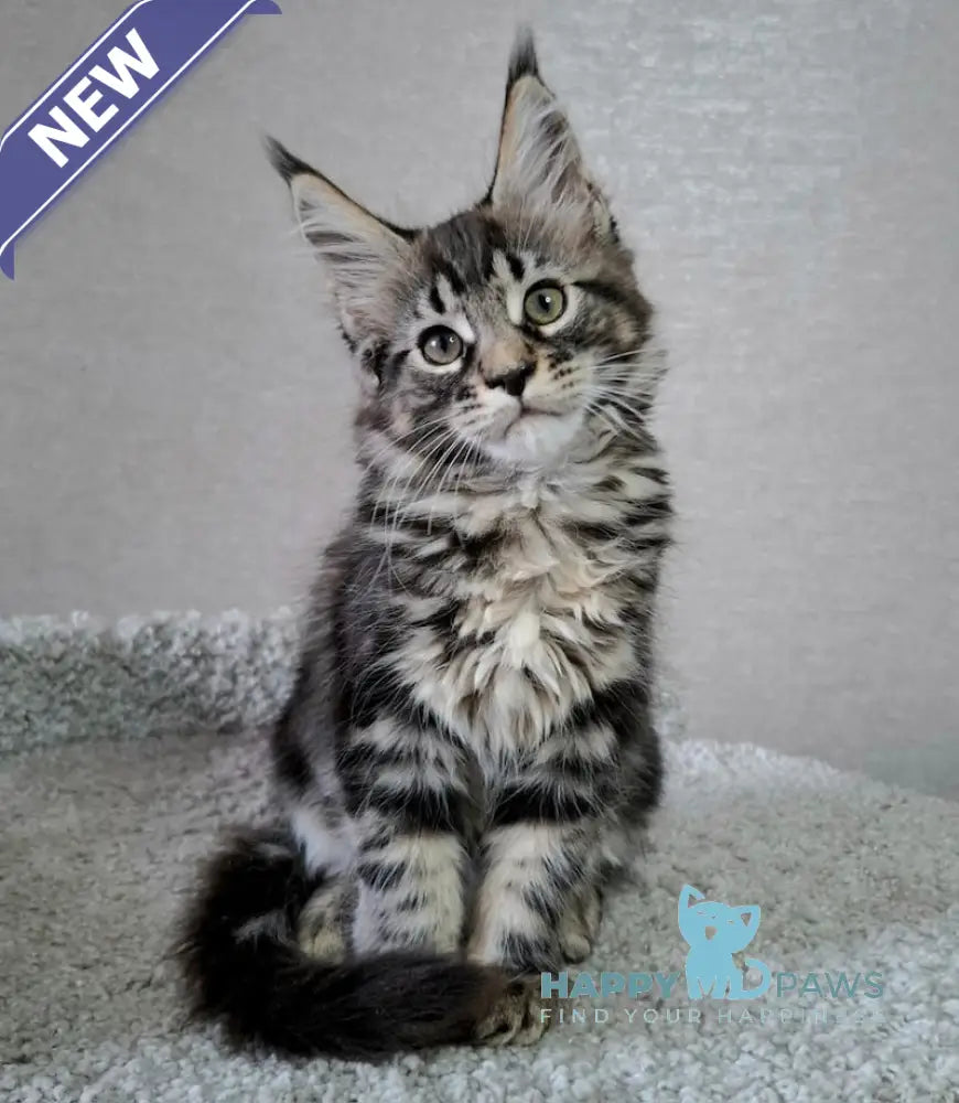 Agatha Maine Coon Female Black Tabby Live Animals