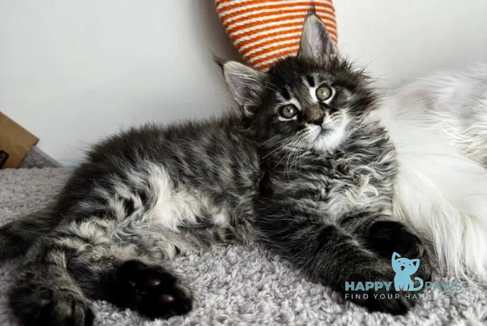 Ahiles Maine Coon Male Black Tabby Live Animals