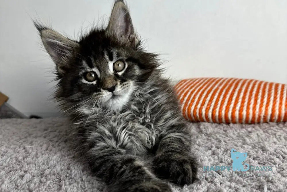 Ahiles Maine Coon Male Black Tabby Live Animals