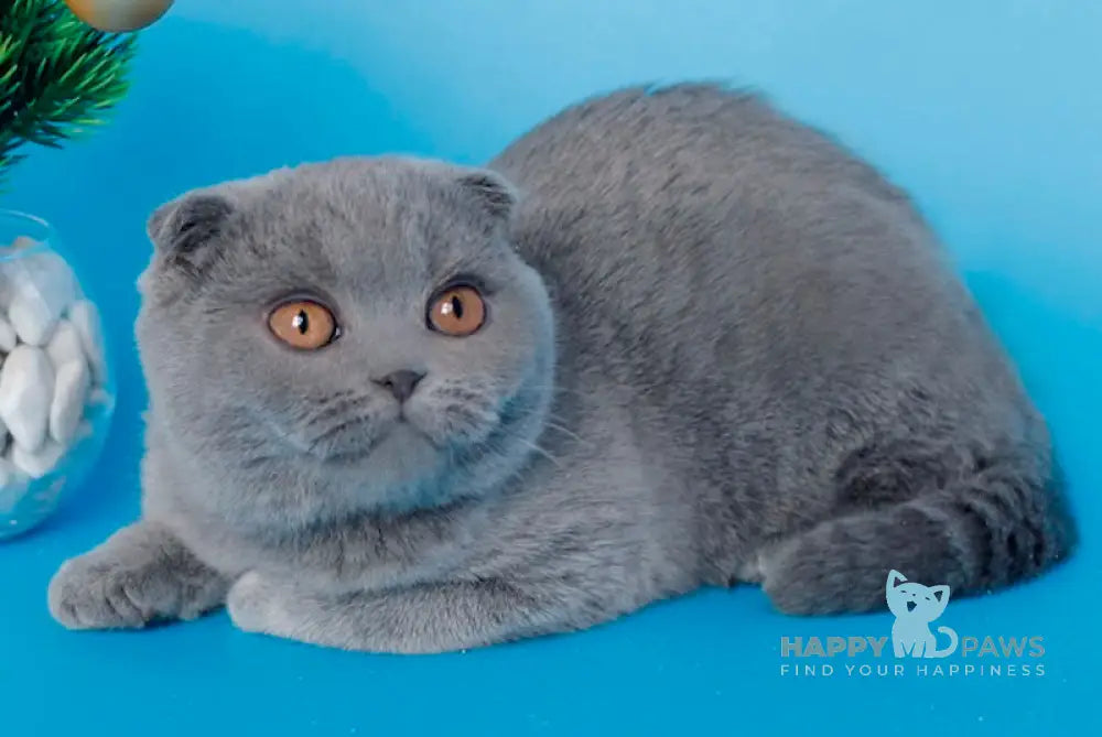 Alesya Scottish Fold Female Blue Live Animals