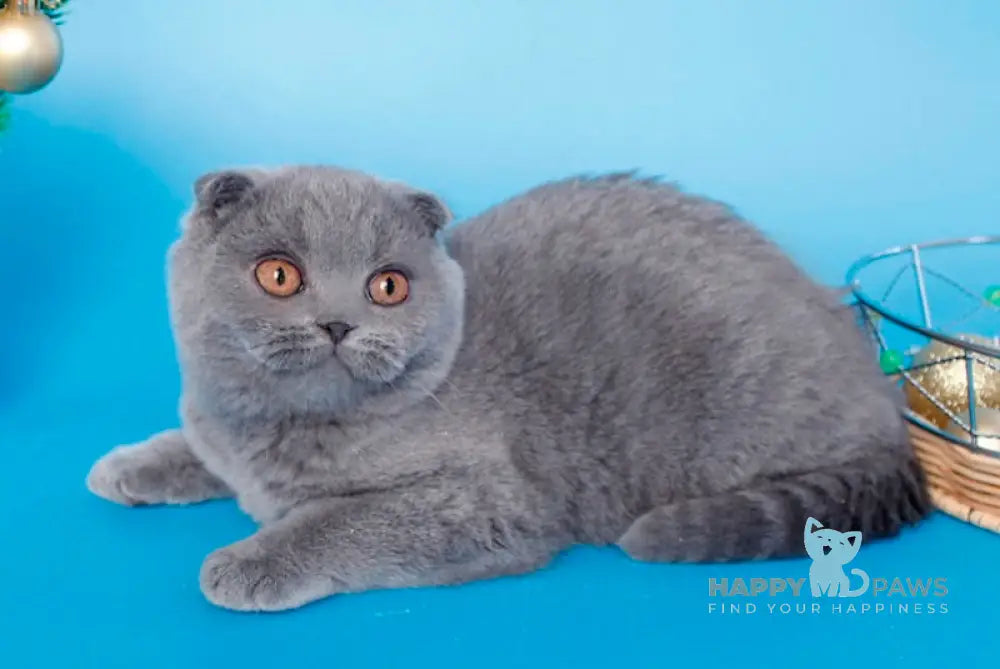 Alesya Scottish Fold Female Blue Live Animals