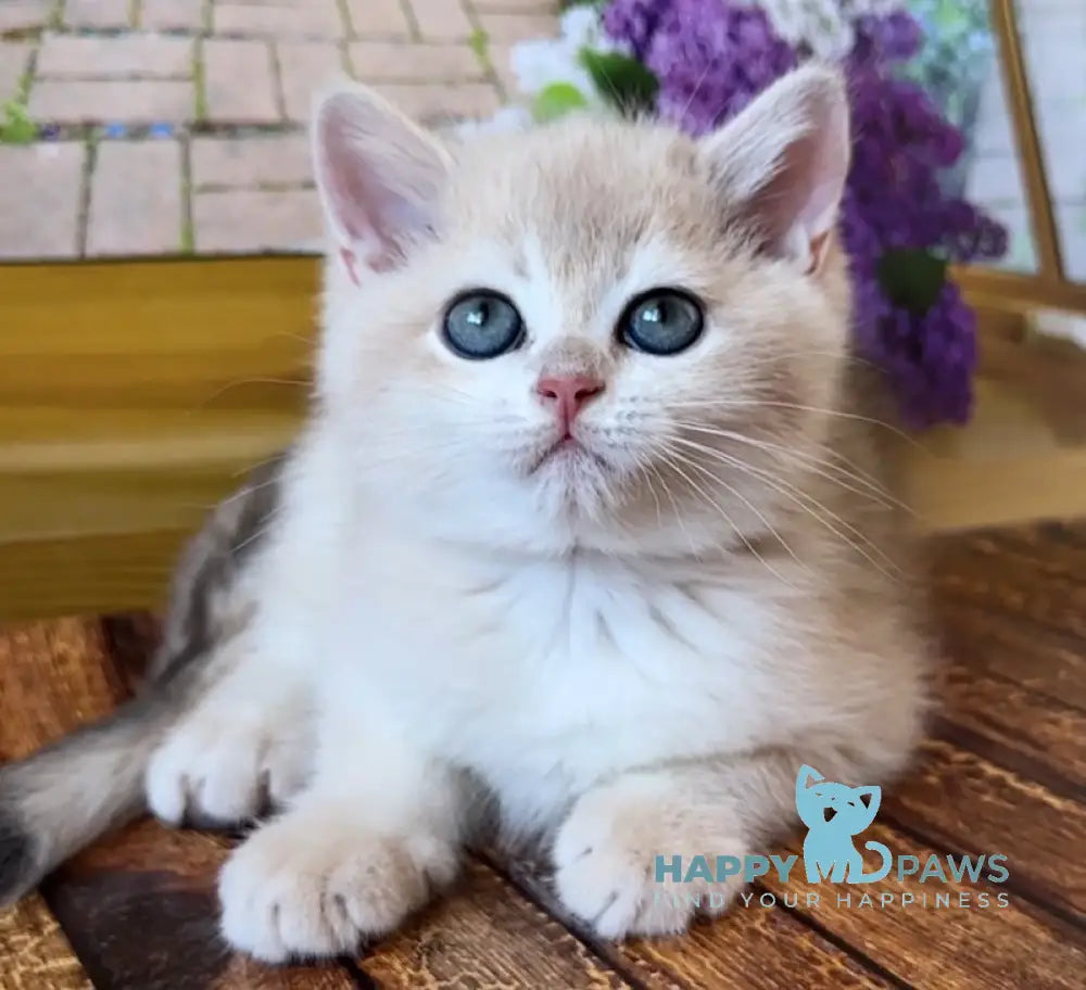 Alex British Shorthair Male Blue Golden Shaded Live Animals