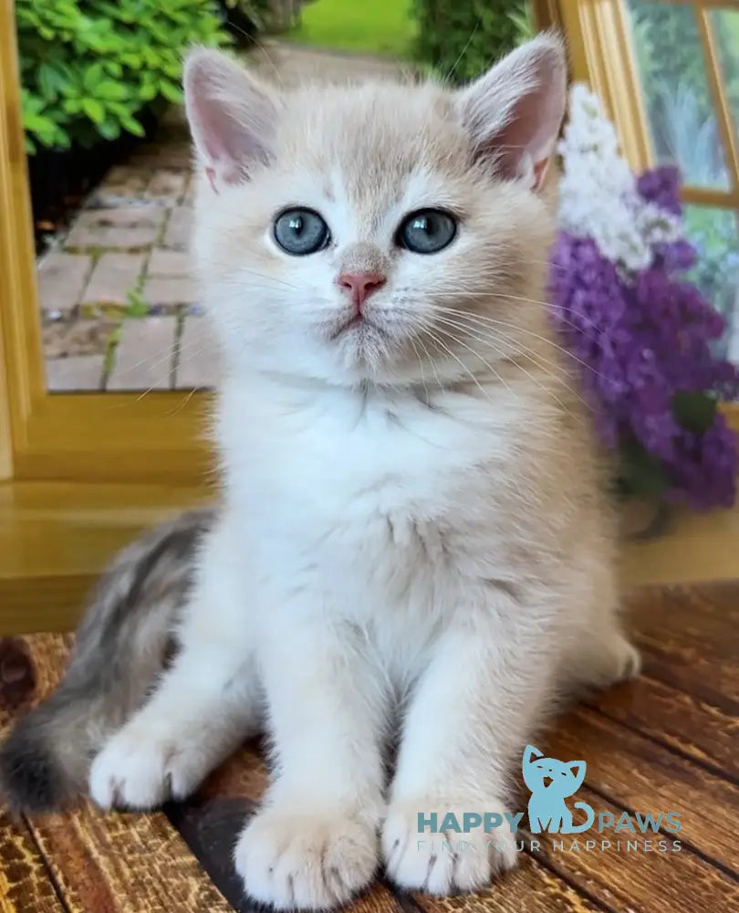 Alex British Shorthair Male Blue Golden Shaded Live Animals