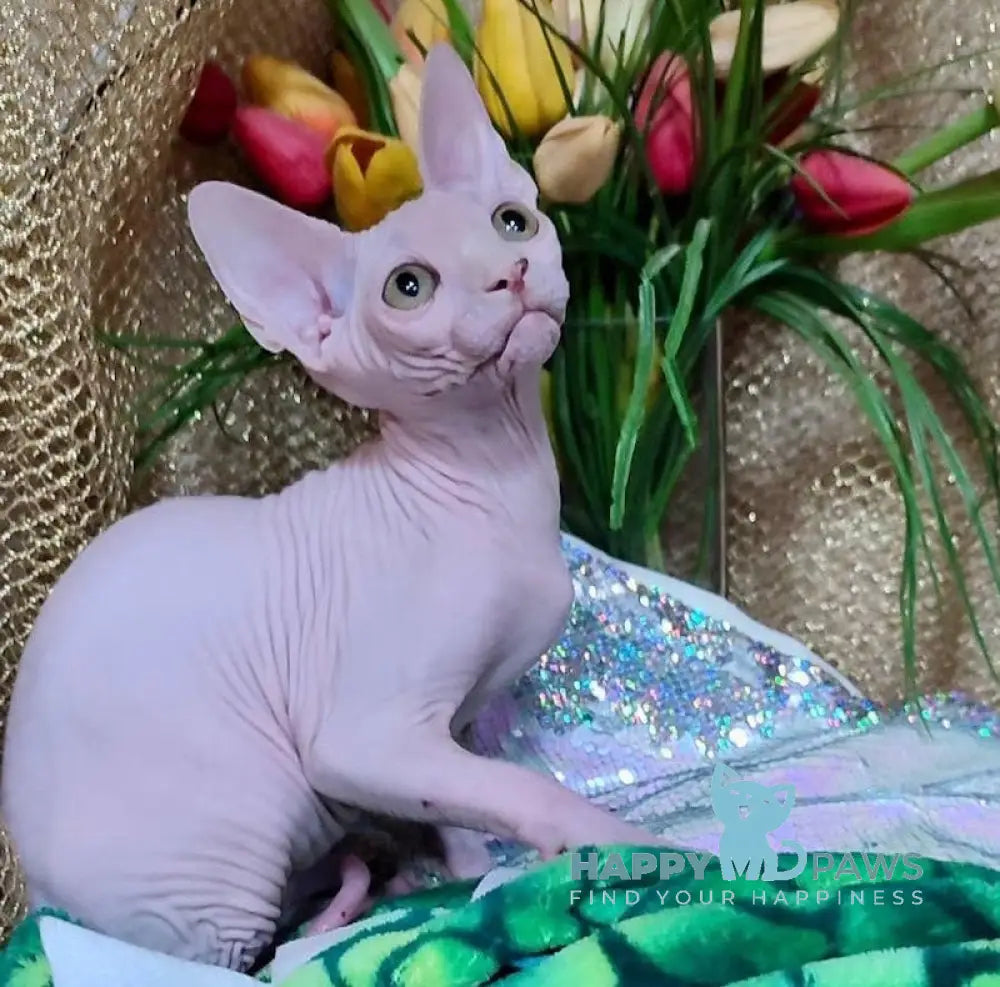 Alex Canadian Sphynx Male White Live Animals