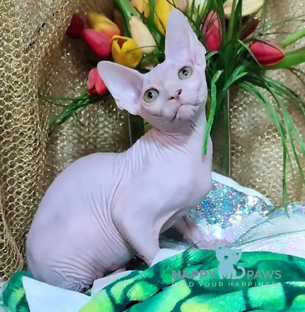 Alex Canadian Sphynx Male White Live Animals