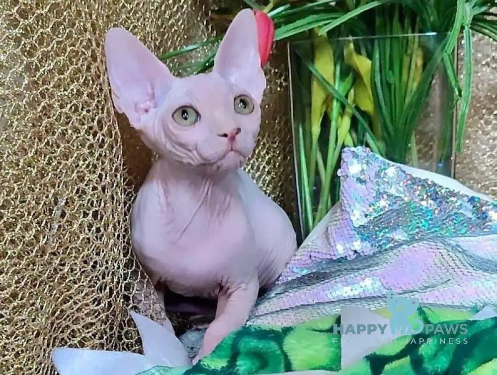 Alex Canadian Sphynx Male White Live Animals