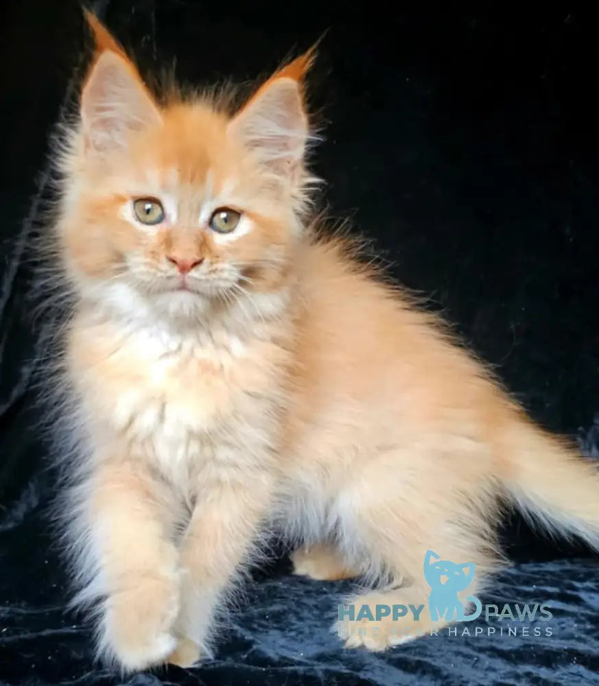 Alice Maine Coon Female Red Silver Live Animals