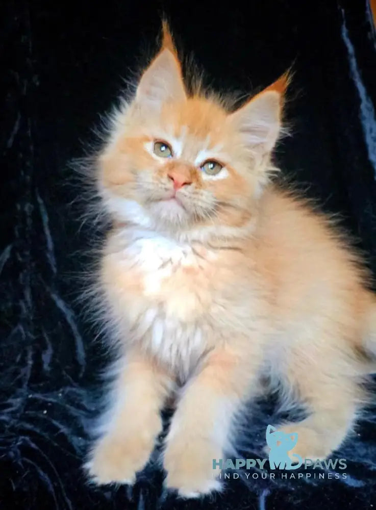 Alice Maine Coon Female Red Silver Live Animals