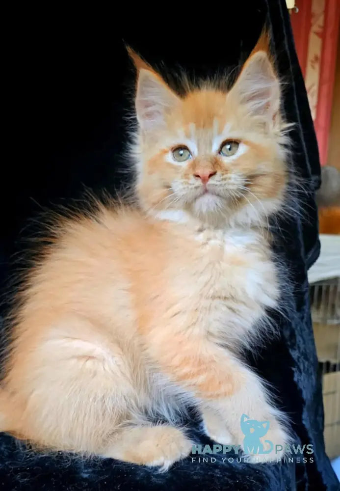 Alice Maine Coon Female Red Silver Live Animals