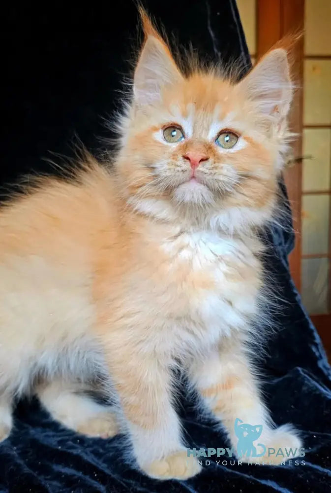 Alice Maine Coon Female Red Silver Live Animals