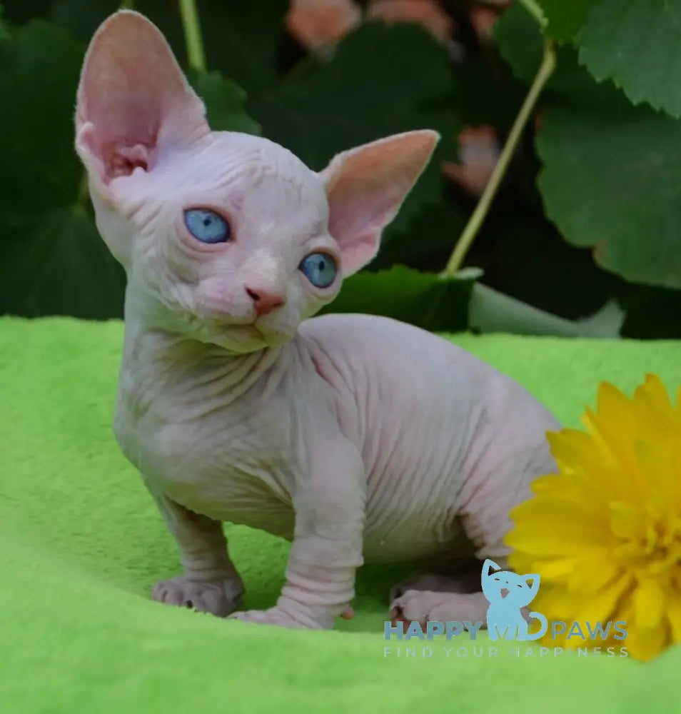 Bambino sphynx orders kitten