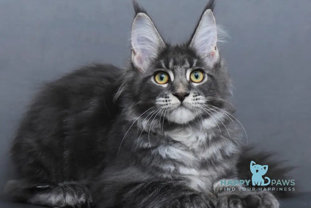 Alisa Maine Coon Female Blue Tabby With White Live Animals