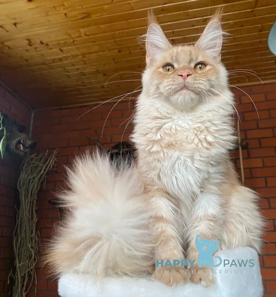 Alisa Maine Coon Female Cream Live Animals