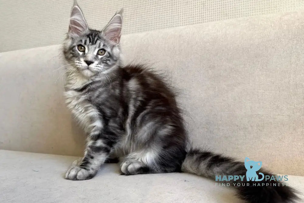 Alissa Maine Coon female black silver tabby with white live animals