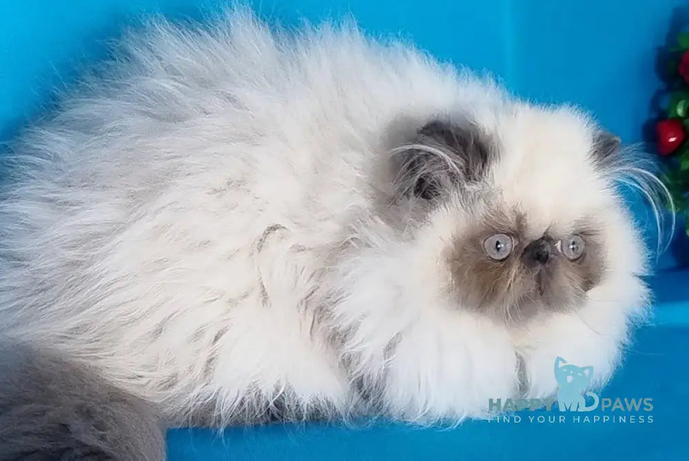 Alissa Persian female blue pointed live animals