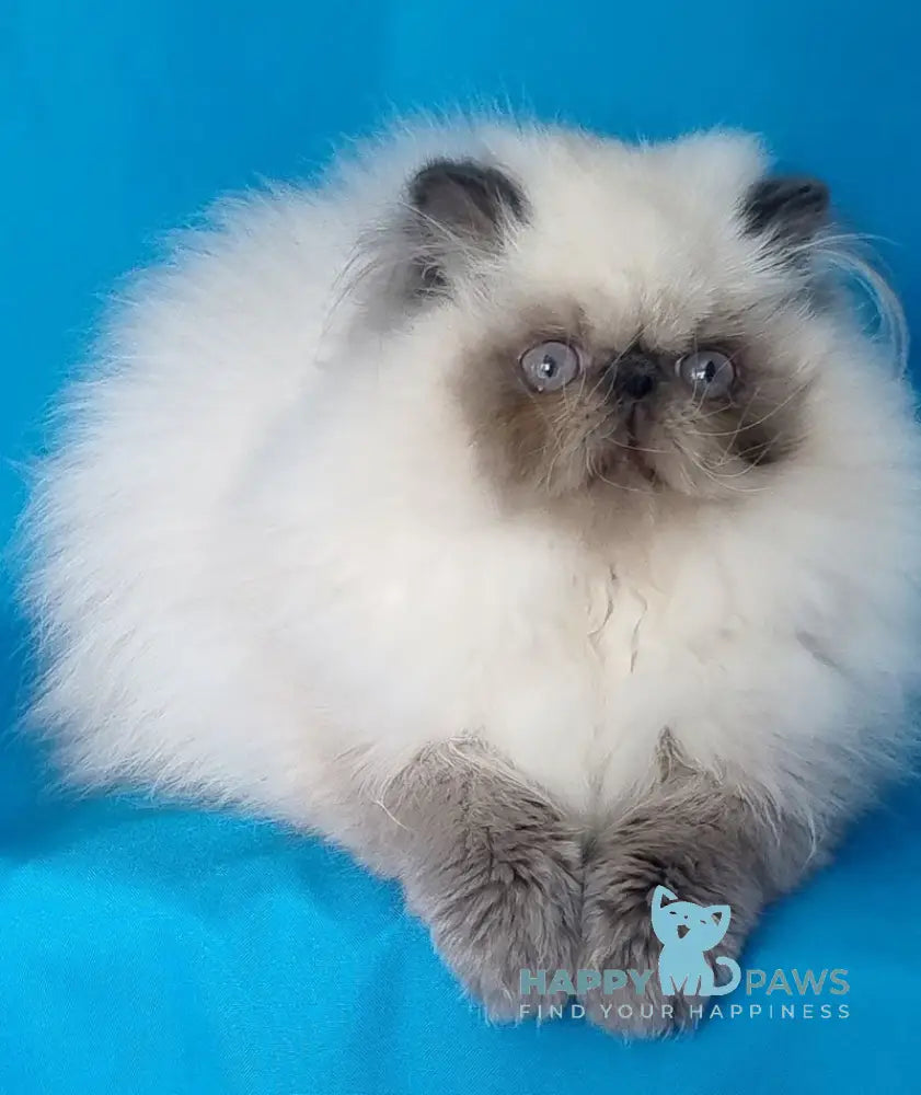 Alissa Persian female blue pointed live animals