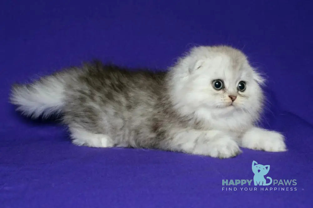 Alla Scottish Fold Female Black Silver Spotted Tabby Live Animals