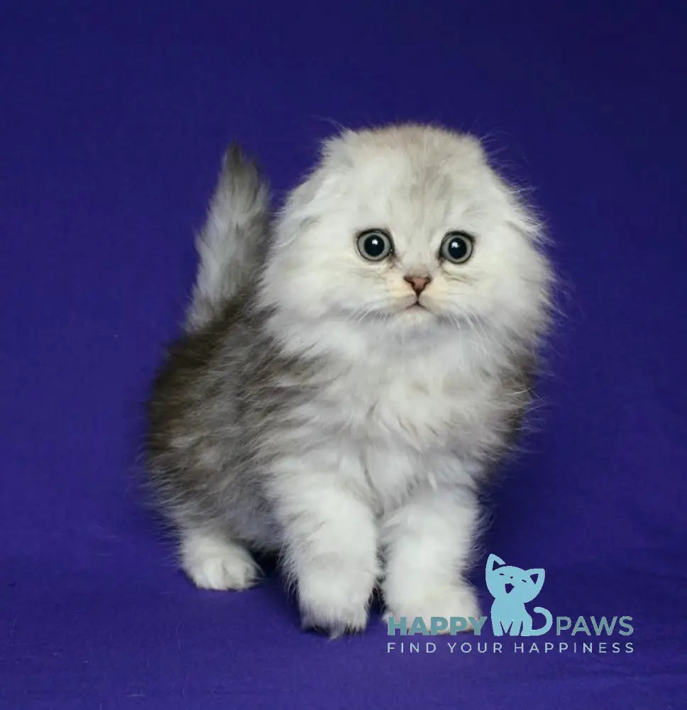 Alla Scottish Fold Female Black Silver Spotted Tabby Live Animals