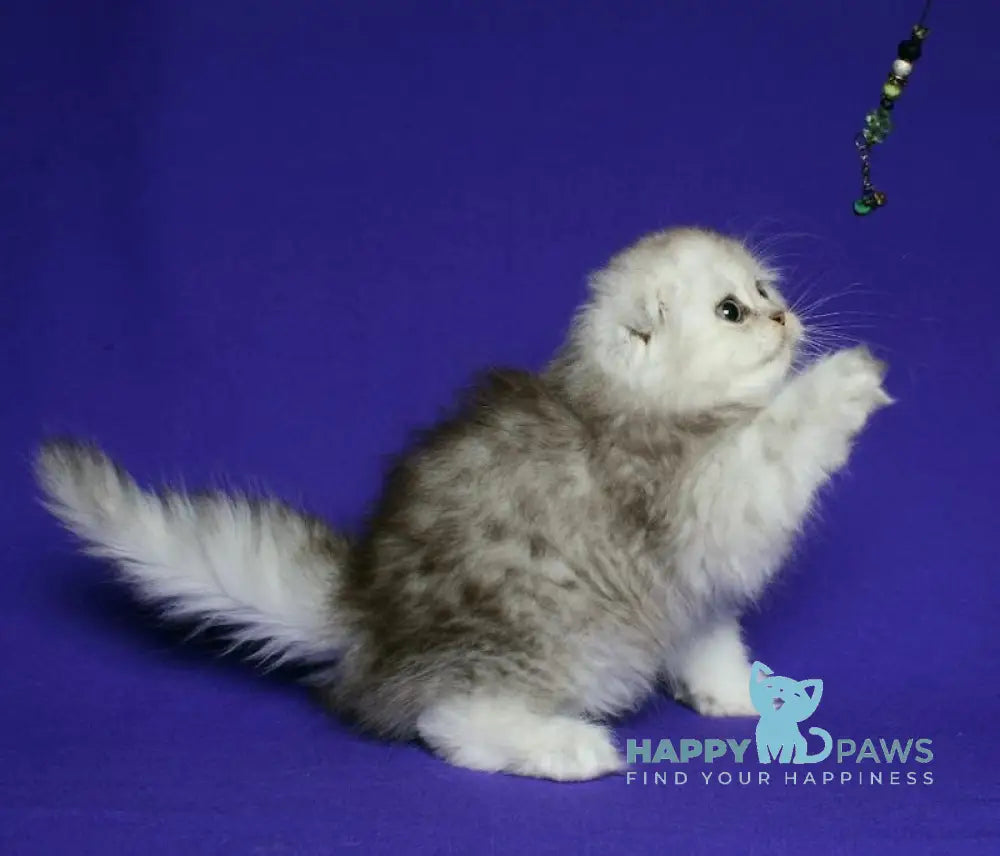 Alla Scottish Fold Female Black Silver Spotted Tabby Live Animals